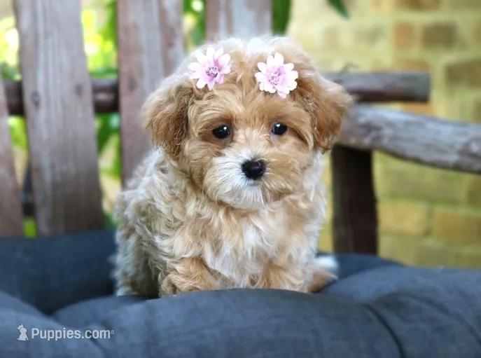 Jess – Maltipoo puppy for sale in Ruston, LA
