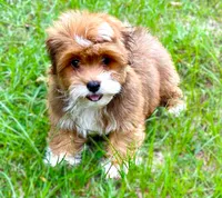 Mario, a male Havanese for sale in Ruston, LA – 2 of 2