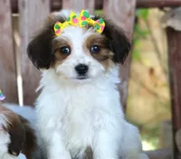 Lucy, a female Havanese for sale in Ruston, LA – 2 of 4