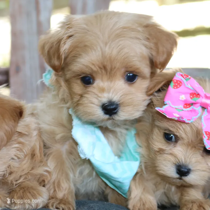 Marco – Maltipoo puppy for sale in Ruston, LA