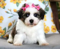 Ariel, a female Havanese for sale in Ruston, LA – 2 of 2