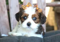 Jess, a female Cavalier King Charles Spaniel and Havanese for sale in Ruston, LA – 4 of 4