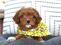 Knox, a male Cavapoo for sale in Ruston, LA – 2 of 5