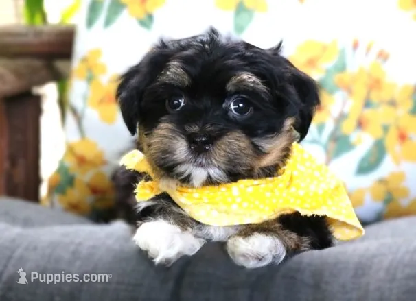 Johnny Cash – Havanese puppy for sale in Ruston, LA