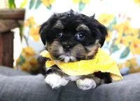 Johnny Cash, a male Havanese for sale in Ruston, LA – 1 of 2