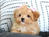 Patootie, a female Maltipoo for sale in Ruston, LA – 7 of 10