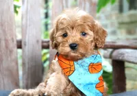 Riley **DARK RED**, a male Cavapoo for sale in Ruston, LA – 2 of 4