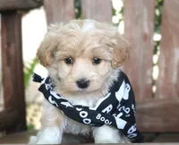 Dodge , a male Maltipoo for sale in Ruston, LA – 2 of 2