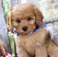 Randy, a male Cavapoo for sale in Ruston, LA – Photo 5 of 5