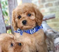 Randy, a male Cavapoo for sale in Ruston, LA – Photo 2 of 5