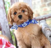 Randy, a male Cavapoo for sale in Ruston, LA – Photo 1 of 5