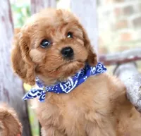 Randy, a male Cavapoo for sale in Ruston, LA – Photo 3 of 5