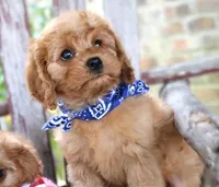 Randy, a male Cavapoo for sale in Ruston, LA – Photo 4 of 5