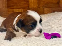 Skye, a female Havanese for sale in Ruston, LA – 2 of 2