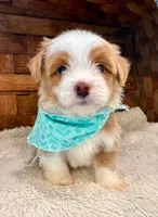 Luigi, a male Havanese for sale in Ruston, LA – 2 of 2