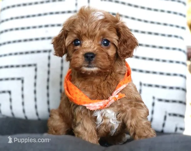 Kingston – Cavapoo puppy for sale in Ruston, LA