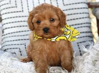 Prince, a male Cavapoo for sale in Ruston, LA – Photo 1 of 4