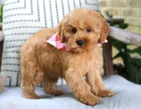 Prince, a male Cavapoo for sale in Ruston, LA – Photo 3 of 4