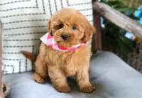 Prince, a male Cavapoo for sale in Ruston, LA – Photo 4 of 4