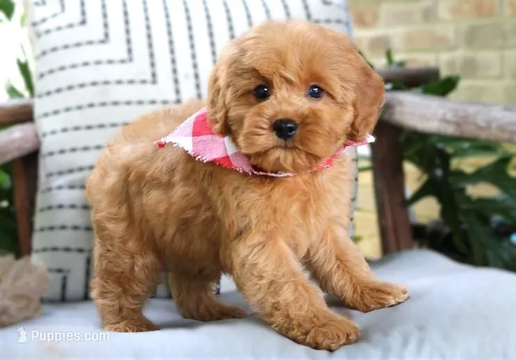 Prince – Cavapoo puppy for sale in Ruston, LA