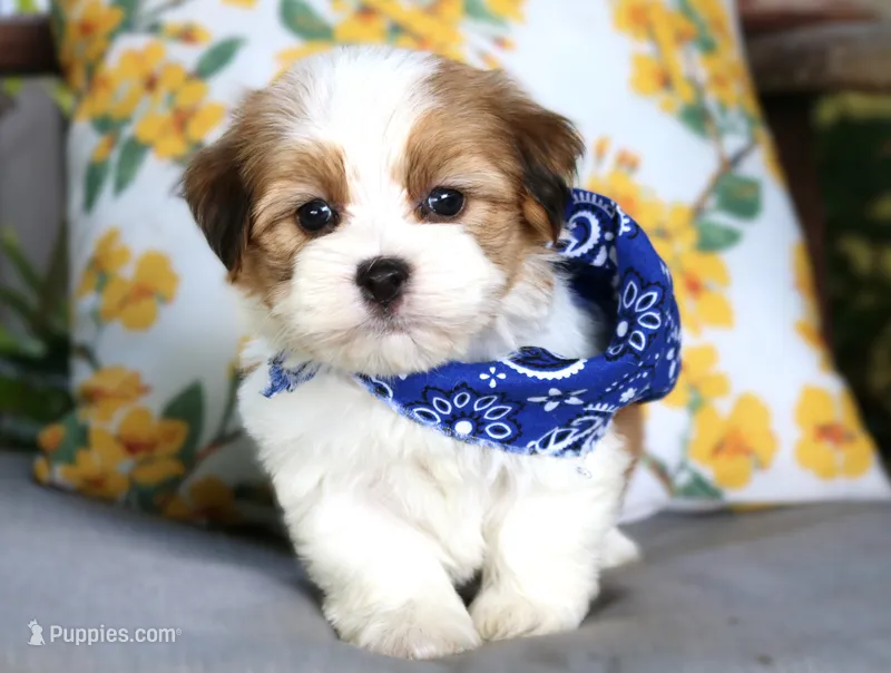 Teddy – Havanese puppy for sale in Ruston, LA