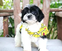 Ozzy, a male Maltipoo for sale in Ruston, LA – 3 of 3