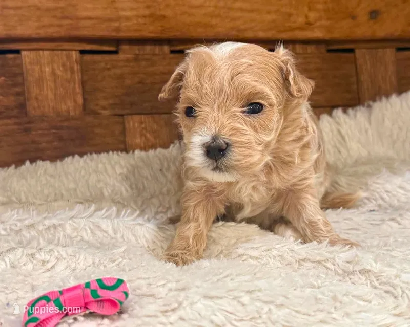 Jess – Maltipoo puppy for sale in Ruston, LA
