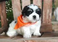 Tux, a male Havanese for sale in Ruston, LA – 3 of 4