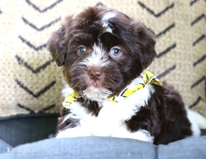 Creole – Havanese puppy for sale in Ruston, LA