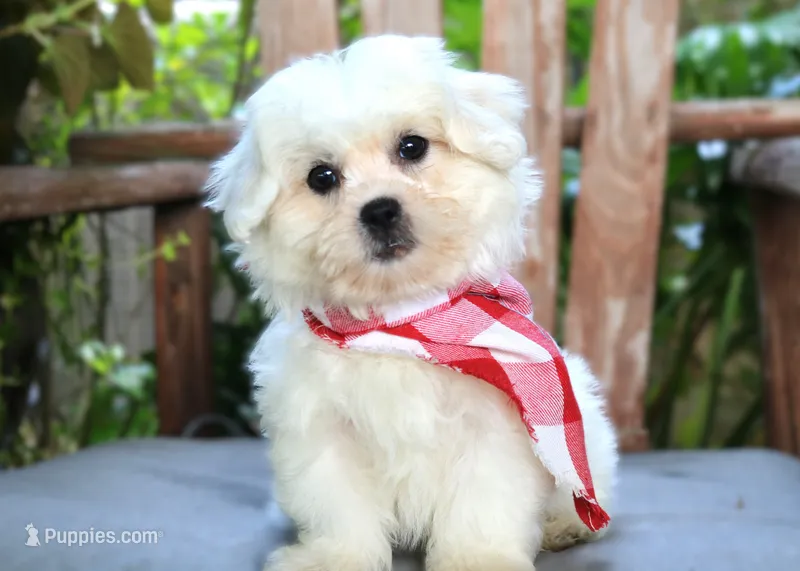 Murphy – Shichon puppy for sale in Ruston, LA