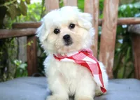 Murphy, a male Shichon for sale in Ruston, LA – 1 of 1