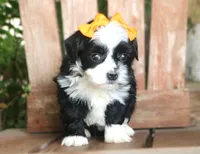 Moo, a female Havanese for sale in Ruston, LA – 2 of 2
