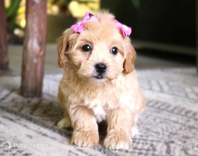 Josie – Maltipoo puppy for sale in Ruston, LA
