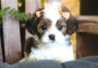 Jade, a female Cavalier King Charles Spaniel and Havanese for sale in Ruston, LA – 2 of 4