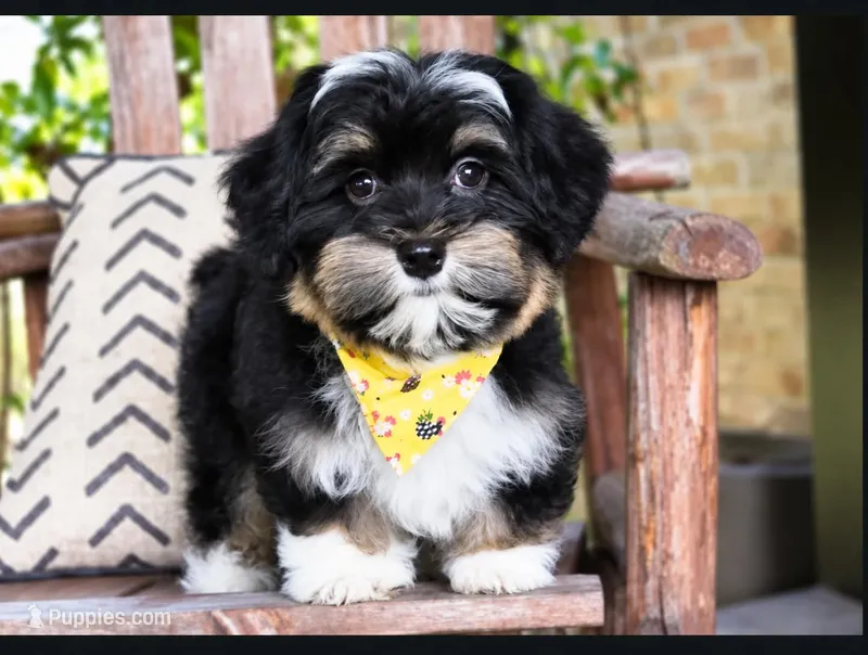 Clint Black – Havanese puppy for sale in Ruston, LA