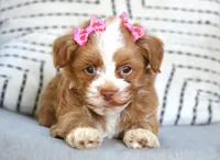 Daisy, a female Havanese for sale in Ruston, LA – 3 of 3