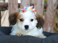 Lulu, a female Havanese for sale in Ruston, LA – 2 of 4