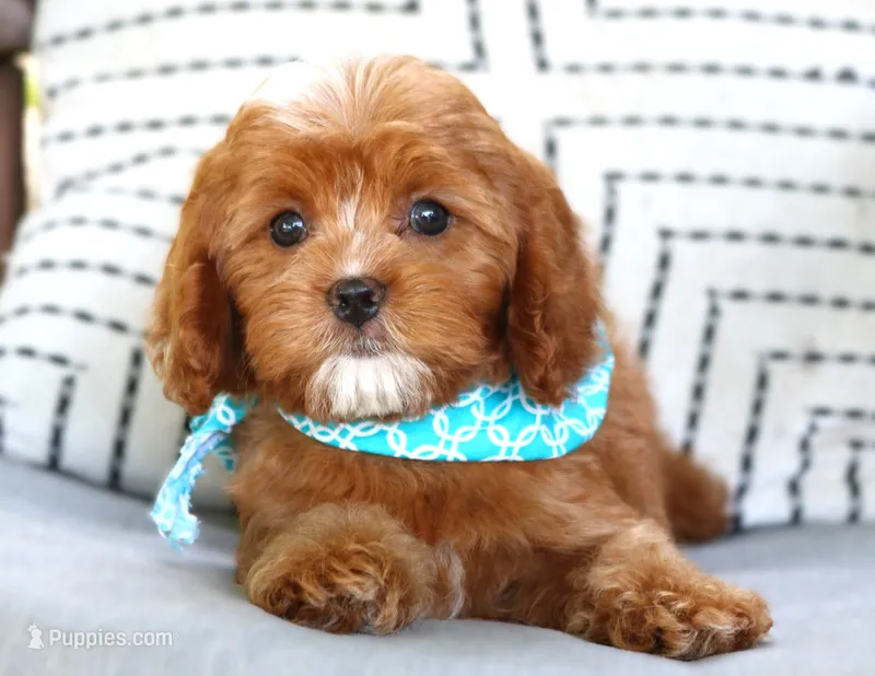 Phoenix – Cavapoo puppy for sale in Ruston, LA