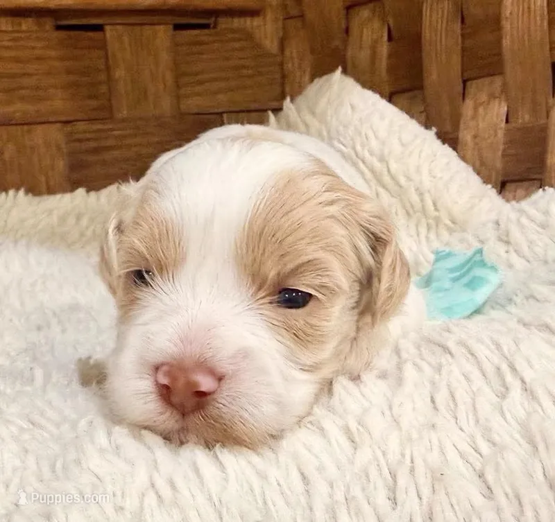 Mocha – Havanese puppy for sale in Ruston, LA