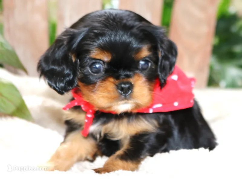 King Charles – Cavalier King Charles Spaniel puppy for sale in Ruston, LA