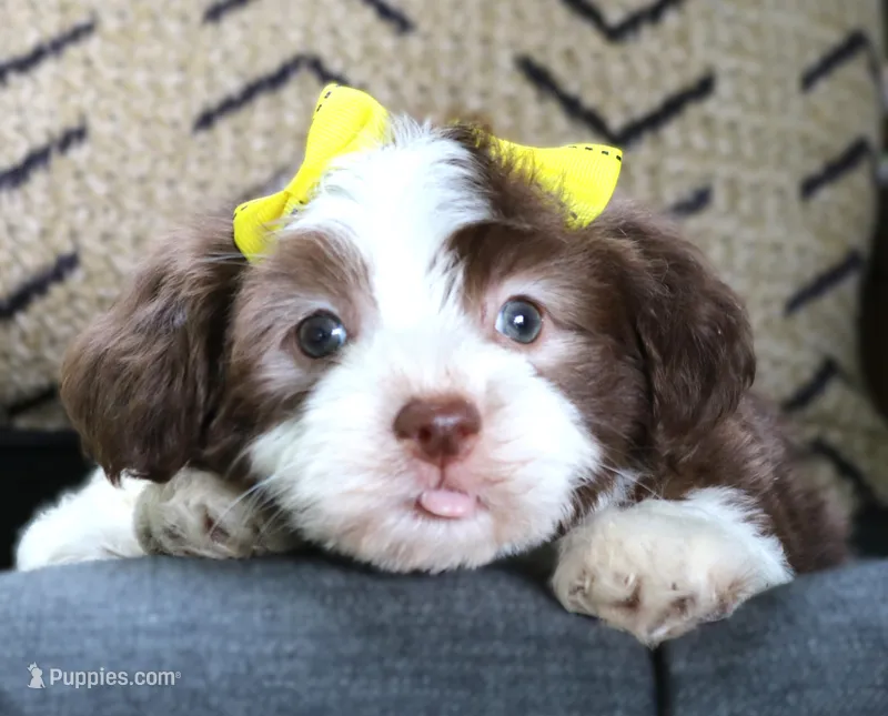 Mardi Gras – Havanese puppy for sale in Ruston, LA