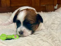 Sage, a female Havanese for sale in Ruston, LA – 3 of 3