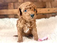 Zoey, a female Poodle - Miniature  for sale in Ruston, LA – Photo 1 of 3