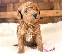 Zoey, a female Poodle - Miniature  for sale in Ruston, LA – Photo 3 of 3