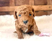 Zoey, a female Poodle - Miniature  for sale in Ruston, LA – Photo 2 of 3