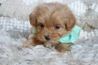 processed/6af2260a-39fc-4b19-9db1-a5ecc6646f11/listing/61ea424d-0341-4d84-b4ab-58062acbd9ff/e7c56ca8-69ff-4c8a-bd43-b6f0e00b1950