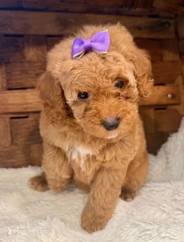 Rosie – Cavapoo puppy for sale in Ruston, LA