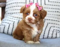 Daisy, a female Havanese for sale in Ruston, LA – 1 of 3