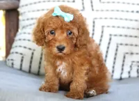 Georgia Kate, a female Poodle - Miniature  for sale in Ruston, LA – 2 of 4