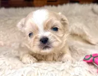 Lollie, a female Shih Tzu for sale in Ruston, LA – 2 of 2